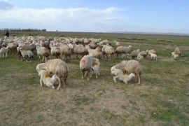 30 Adet kuzulu koyun toplu satılacaktır.. 